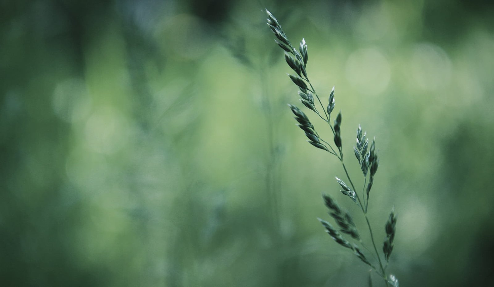 Tu propio ecosistema, enfocado en el disfrute.